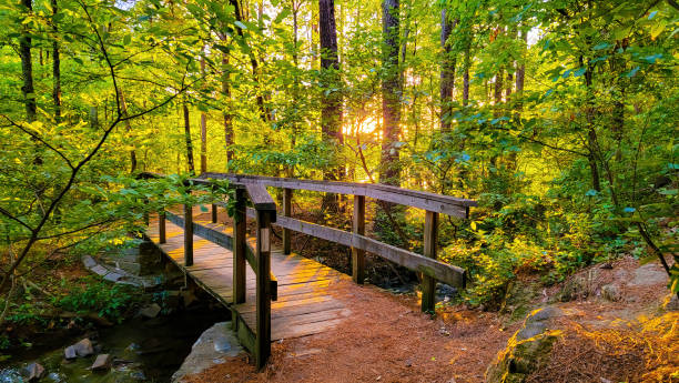 istock Low sun shining through forest of trees with wooden bridge over small stream 1357540015