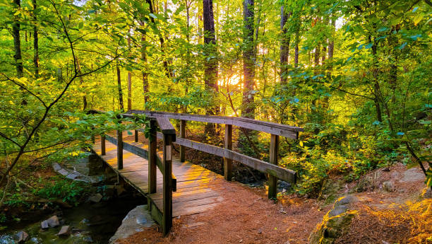 Low sun shining through forest of trees with wooden bridge over small stream stock photo