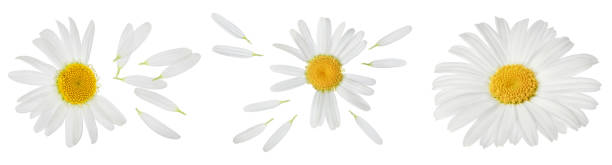 istock chamomile or daisies isolated on white background with full depth of field. Set or collection. 1357540421