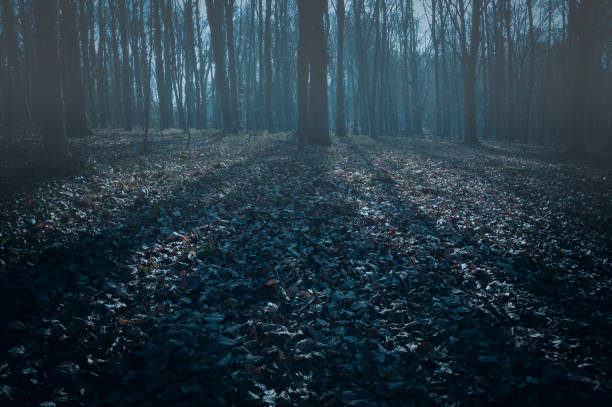Spooky Nighttime Woodland Scene