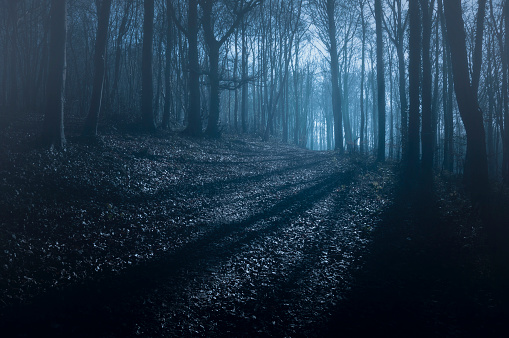 Spooky Nighttime Woodland Scene