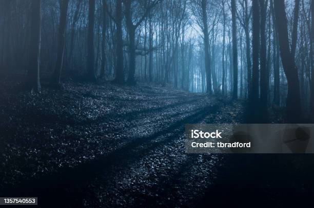 Nighttime Woodland Scene Stock Photo - Download Image Now - Night, Forest, Woodland
