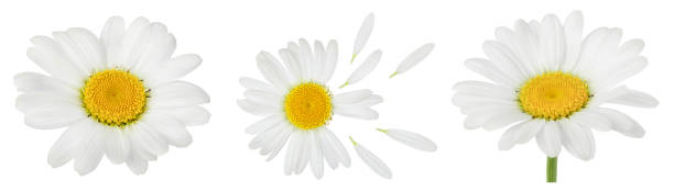 istock chamomile or daisies isolated on white background with full depth of field. Set or collection. 1357540615