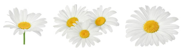 istock chamomile or daisies isolated on white background with full depth of field. Set or collection. 1357541078