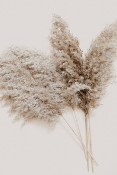 istock Pampas branch flowers on beige background. Beautiful pattern with neutral colors. Minimal, stylish concept. Flat lay, top view, copy space 1357541921