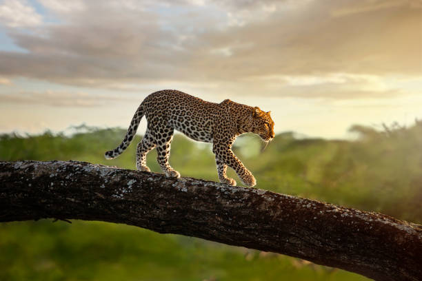 leopardo nella riserva nazionale del masai mara, tanzania - parco nazionale del serengeti foto e immagini stock