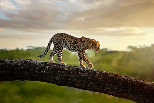 A leopard at sunrise on the tree in the Masai Mara National Reserve.