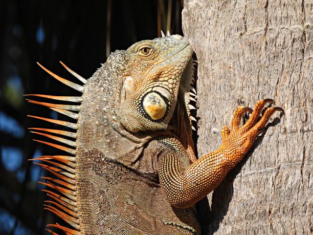 istock Green Iguana (Iguana iguana)  climbing a palm tree 1357543060