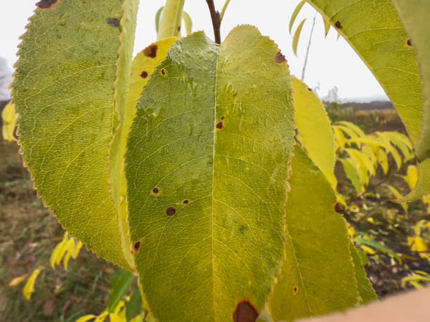 istock A macro of a green beautiful leaf. 1357543709
