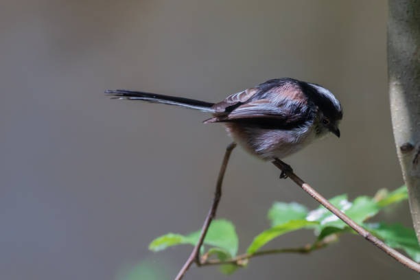 istock View of a Long-tailed Tit over a branch. 1357544049