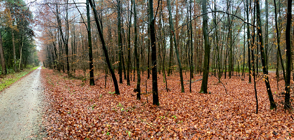 A forest with a path in winter with leaves on the ground in wet weather.