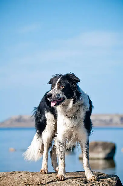 border-collie standing on a rock