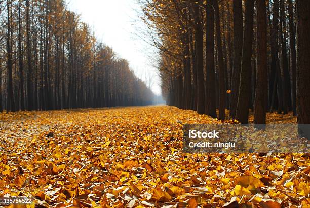 Gingo Árvores - Fotografias de stock e mais imagens de Amarelo - Amarelo, Ao Ar Livre, Beleza natural