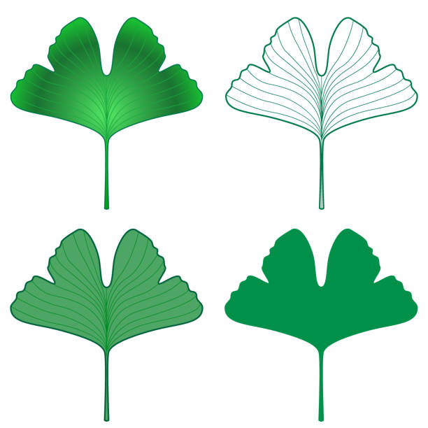 illustrations, cliparts, dessins animés et icônes de ensemble de feuilles de ginkgo biloba - salutary