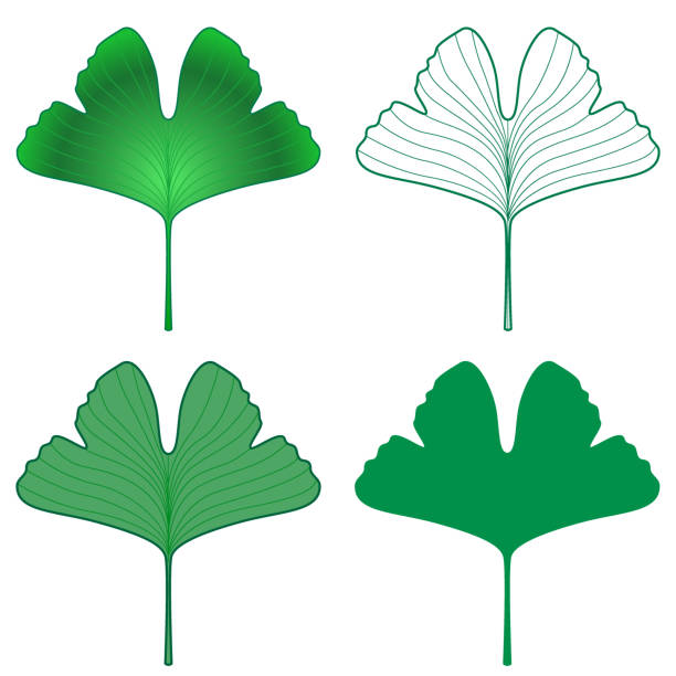 은행나무 빌로바 잎 세트 - salutary stock illustrations