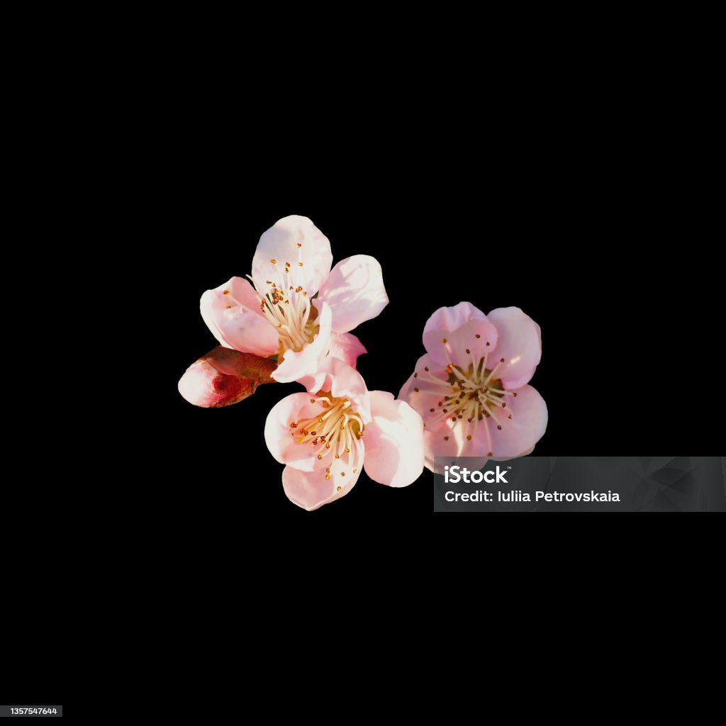 Flores Rosadas De Primavera Sobre Un Fondo Negro Delicadas Flores Y Capullos De Manzana O Ciruela Aislados En El Centro De La Imagen Foto de stock y más banco de imágenes de Flores Rosadas De Primavera Sobre Un Fondo Negro Delicadas Flores Y Capullos De Manzana O Ciruela Aislados En El Centro De La Imagen Foto de stock y más banco de imágenes de