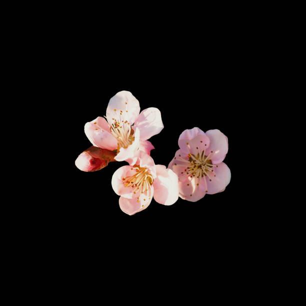 pink spring flowers on a black background. delicate apple or plum flowers and bud, isolated in the middle of the image. - isolated on black imagens e fotografias de stock