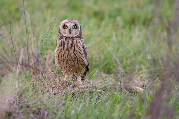 Short-eared owl Asio flammeus sitting in farmland pastures amongst long grass in low light at dusk