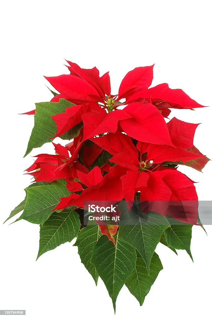 Poinsettia - Photo de Couleur verte libre de droits