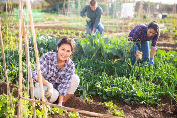 istock Hired worker caring for lettuce sprouts on farm field 1357549673