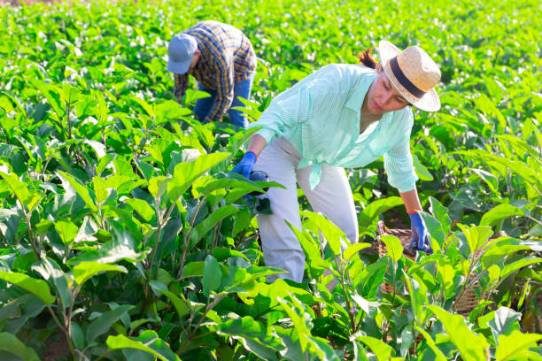 istock Man and woman harvesting eggplants 1357549744