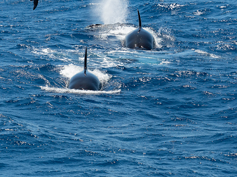 Two Killer whales  swimming with dorsal fins protruding from water off the Western Australia coastline
