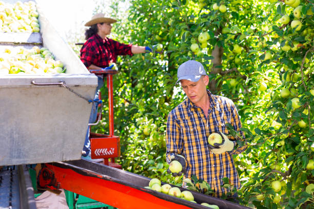 istock Farmers working on harvesting platform, picking apples 1357549995