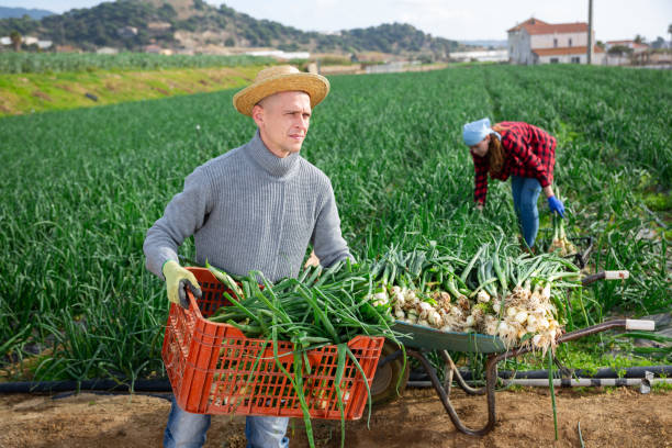 istock Male worker in a straw hat holding a crate 1357550006