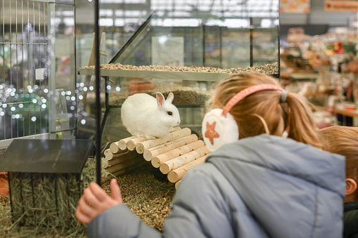 Rabbits for sale behind the glass showcase in a pet store and a boy