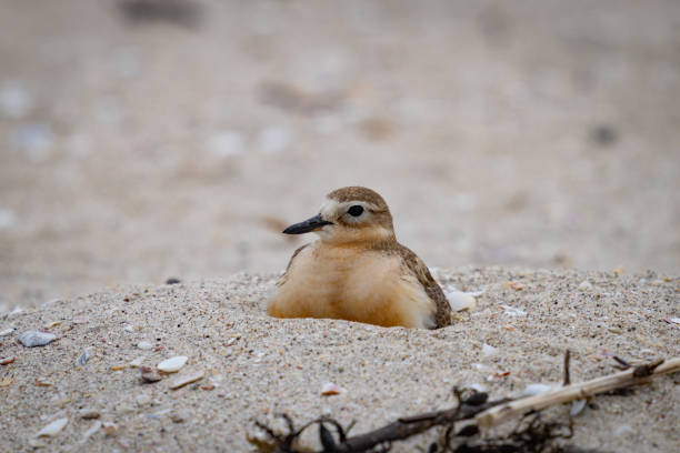 NZ Dotterel on Mount Maunganui beach, sitting on nest, New Zealand.