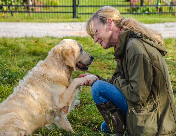 istock Senior dog gives paw 1357551198