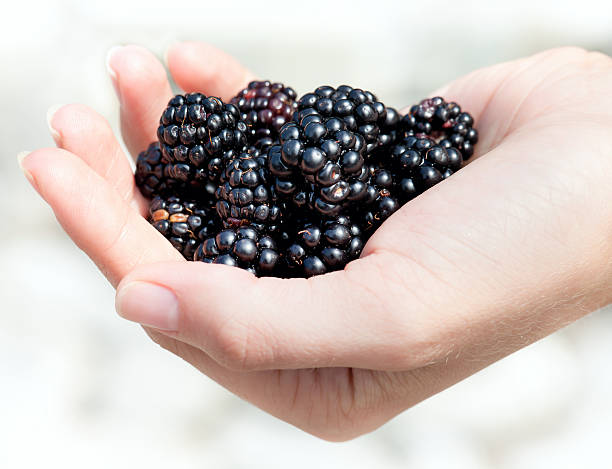 istock Handful of ripe blackberries in hands 135755169
