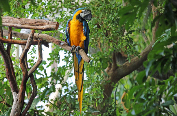 青と黄色のコンゴウインコ - nature animal bird branch ストックフォトと画像