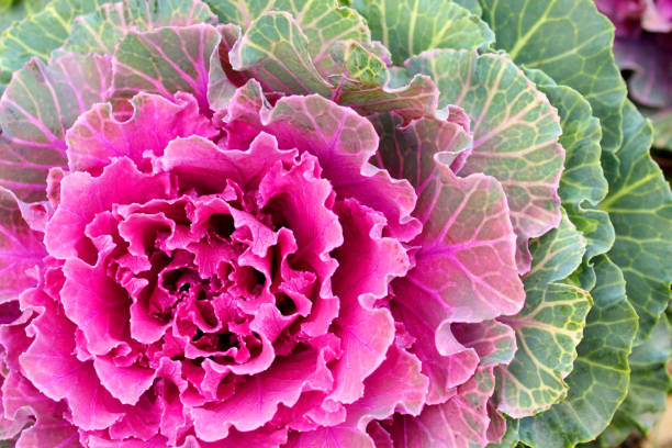 istock Ornamental cabbage. Rose garden. Kale. Leaves close-up. 1357552805