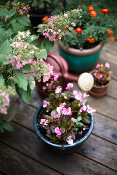 istock Plants in the garden 1357553672