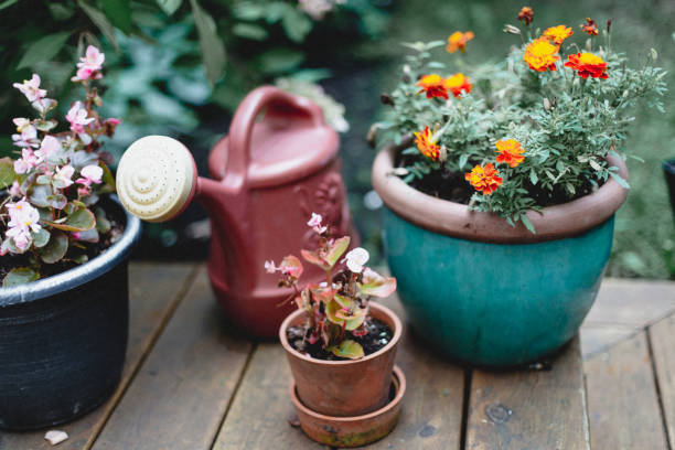 potted plant, botany, flower, back yard
