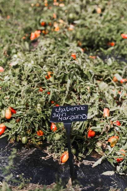 Italien san marzano tomato field stock photo