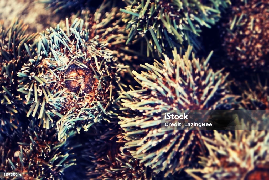 Kina or New Zealand Sea Urchin (Evechinus Chloroticus) Native New Zealand Kina Sea Urchin (Evechinus Chloroticus) washed up on beach after storm. Kina is prized for its delicate, smooth, buttery roe and a food staple of foraging Kiwis. Abstract Stock Photo