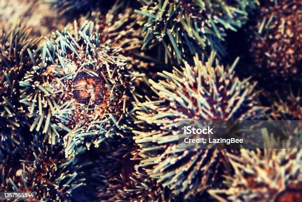 Kina Or New Zealand Sea Urchin Stock Photo - Download Image Now
