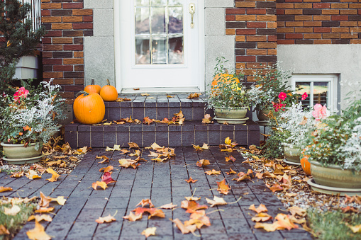 halloween, pumpkin, autumn leaf color