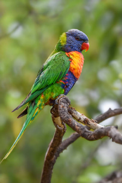 Rainbow Lorikeet  (Trichoglossus moluccanus) Close up portrait of a cheeky rainbow lorikeet perched in a tree lorikeet stock pictures, royalty-free photos & images