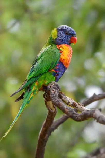 Close up portrait of a cheeky rainbow lorikeet perched in a tree