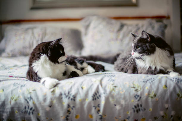 istock Two cats  lying on a bed and looking  at each other 1357557434
