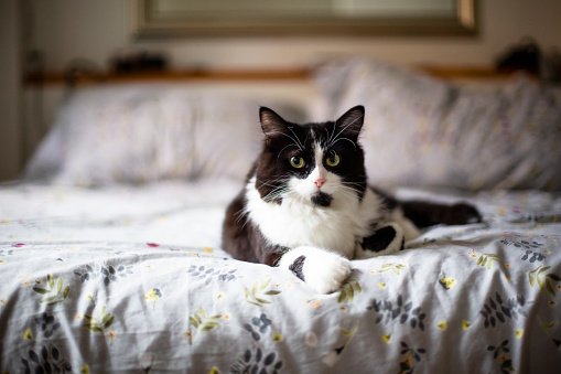 domestique cat, animal, pets, domestic room