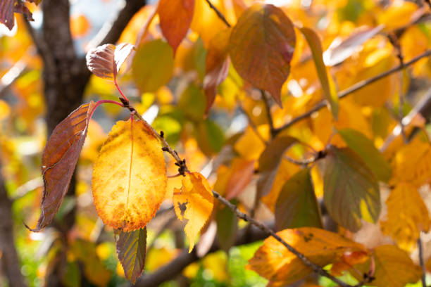 Yellowed leaves in the sun.