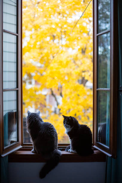 Two cats t sitting at a window in autumn stock photo