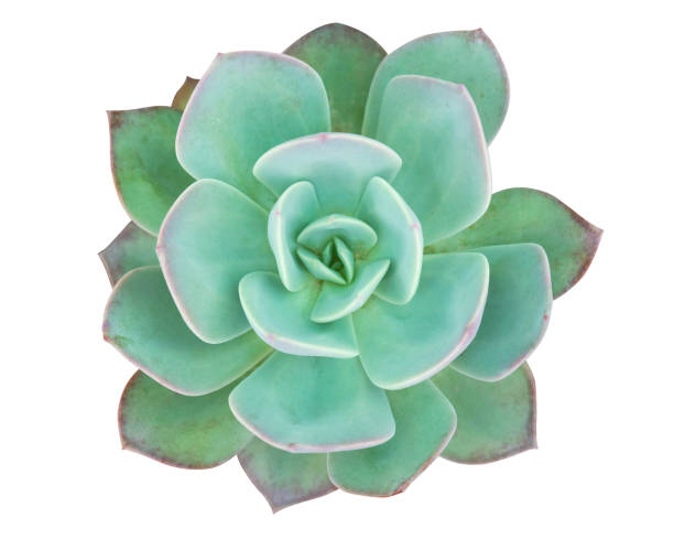 istock Closeup top view succulent plant isolated on white background 1357562592