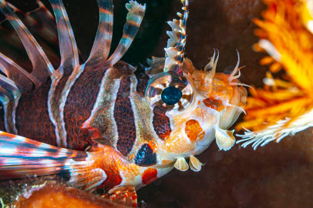 istock Coral reef South Pacific, Lionfish 1357562761