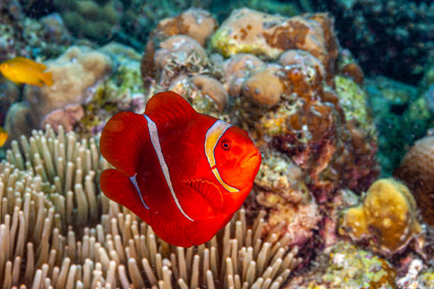 istock Clownfish or anemonefish in closeup 1357562828