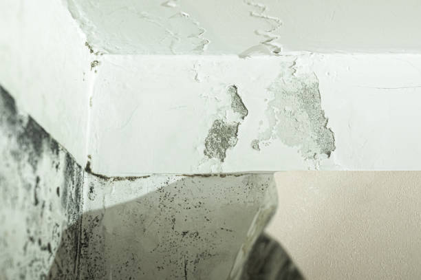 istock Mold and mildew on the wall in the room. A freezing wall. Dampness on the surface. A leaky ceiling. Selective focus 1357565134